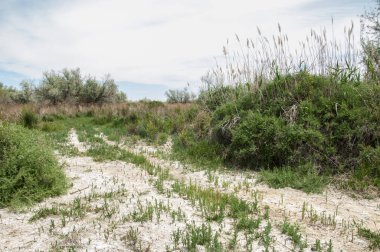 Steppe ve Kazakistan. Çölde ilkbahar. I deltası.