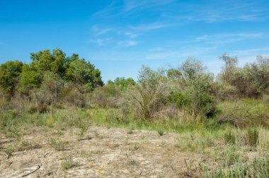 Bozkır, bozkır, bozkır, bozkır. Kaza 'daki Ili Nehri deltası.