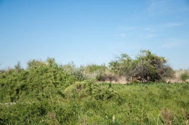 Bozkır, bozkır, bozkır, bozkır. Kaza 'daki Ili Nehri deltası.