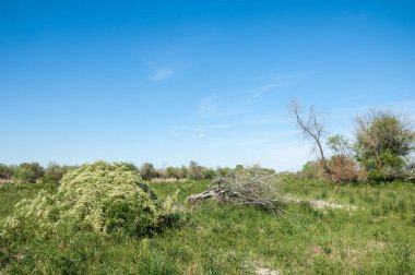 Bozkır, bozkır, bozkır, bozkır. Kaza 'daki Ili Nehri deltası.