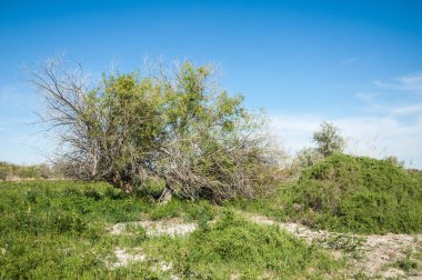 Bozkır, bozkır, bozkır, bozkır. Kaza 'daki Ili Nehri deltası.