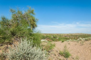 Steppe kumu. Çölde ilkbahar