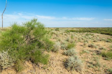 Steppe kumu. Çölde ilkbahar