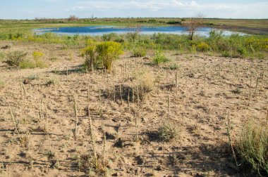 Steppe kumu. Çölde ilkbahar