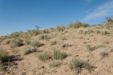 Steppe kumu. Çölde ilkbahar