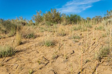 Steppe kumu. Çölde ilkbahar