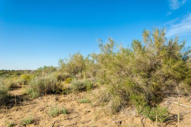 Steppe kumu. Çölde ilkbahar