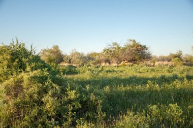 Bozkır, bozkır, bozkır, bozkır. Kaza 'daki Ili Nehri deltası.