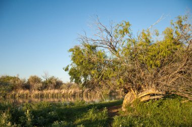 Bozkır, bozkır, bozkır, bozkır. Kaza 'daki Ili Nehri deltası.