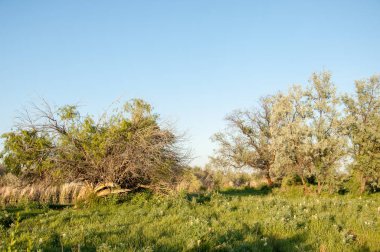 Bozkır, bozkır, bozkır, bozkır. Kaza 'daki Ili Nehri deltası.