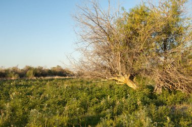 Bozkır, bozkır, bozkır, bozkır. Kaza 'daki Ili Nehri deltası.