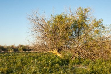Bozkır, bozkır, bozkır, bozkır. Kaza 'daki Ili Nehri deltası.