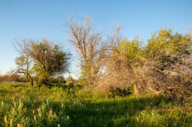 Bozkır, bozkır, bozkır, bozkır. Kaza 'daki Ili Nehri deltası.