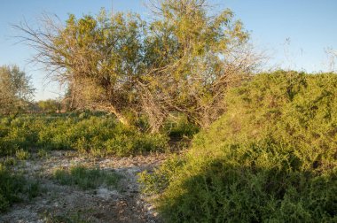 Bozkır, bozkır, bozkır, bozkır. Kaza 'daki Ili Nehri deltası.
