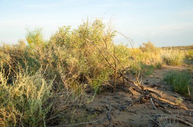 Bozkır, bozkır, bozkır, bozkır. Kaza 'daki Ili Nehri deltası.