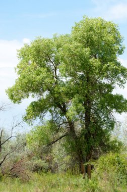 Steppe ve Kazakistan. Çölde ilkbahar. I deltası.