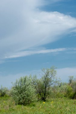 Steppe ve Kazakistan. Çölde ilkbahar. I deltası.