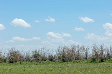 Steppe ve Kazakistan. Çölde ilkbahar. I deltası.
