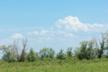Steppe ve Kazakistan. Çölde ilkbahar. I deltası.