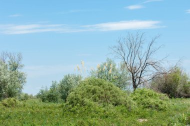 Steppe ve Kazakistan. Çölde ilkbahar. I deltası.