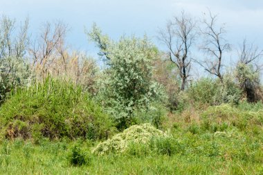 Steppe ve Kazakistan. Çölde ilkbahar. I deltası.