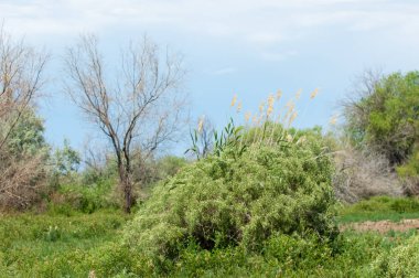 Steppe ve Kazakistan. Çölde ilkbahar. I deltası.
