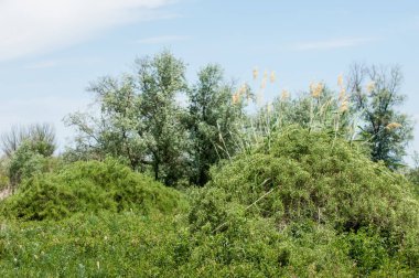 Steppe ve Kazakistan. Çölde ilkbahar. I deltası.