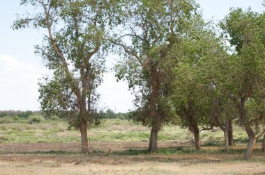 Steppe ve Kazakistan. Çölde ilkbahar. I deltası.