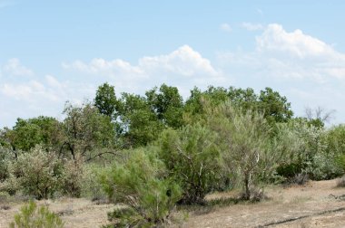 Steppe ve Kazakistan. Çölde ilkbahar. I deltası.