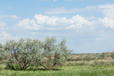 Steppe ve Kazakistan. Çölde ilkbahar. I deltası.