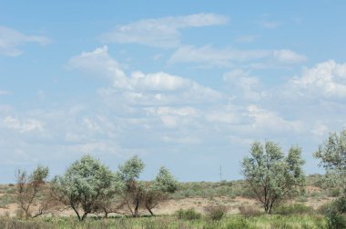 Steppe ve Kazakistan. Çölde ilkbahar. I deltası.