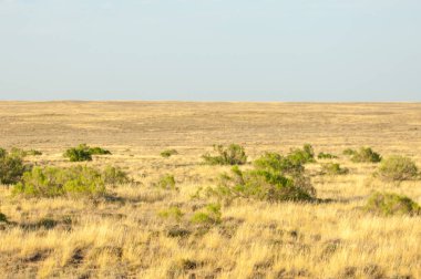 Bozkır yaz aylarında. Orta Asya Kazakistan