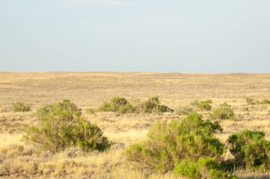Bozkır yaz aylarında. Orta Asya Kazakistan