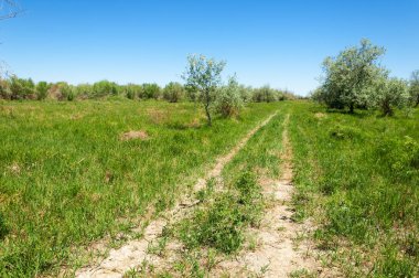 Bozkır, çayır, veld, veldt