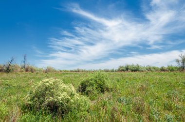 Bozkır, çayır, veld, veldt