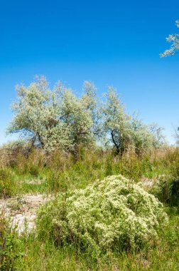 Bozkır, çayır, veld, veldt
