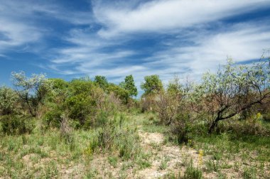 Bozkır, çayır, veld, veldt