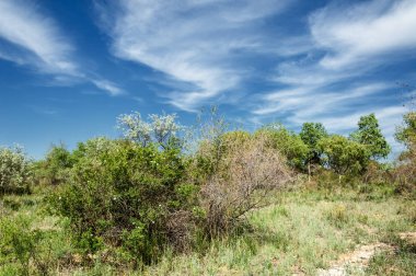 Bozkır, çayır, veld, veldt