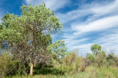 Bozkır, çayır, veld, veldt