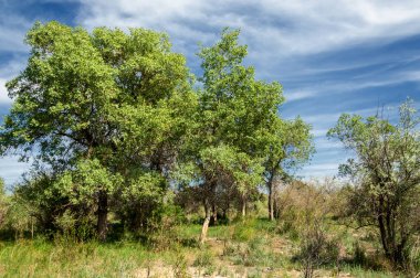 Bozkır, çayır, veld, veldt