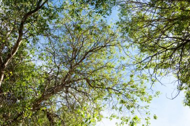 Bozkır, çayır, veld, veldt