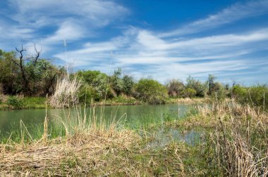 Bozkır, çayır, veld, veldt
