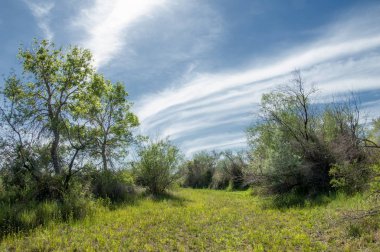 Bozkır, çayır, veld, veldt