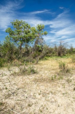 Bozkır, çayır, veld, veldt
