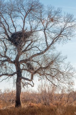 Baharın başında bozkır. Doğa, seyahat