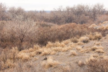 Baharın başında bozkır. Doğa, seyahat
