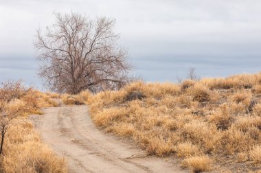 Baharın başında bozkır. Doğa, seyahat