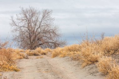 Baharın başında bozkır. Doğa, seyahat