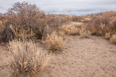 Baharın başında bozkır. Doğa, seyahat
