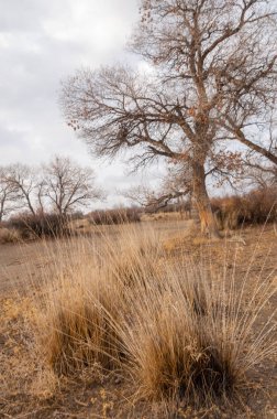 Çöle yakın. Çöl. bozkır.